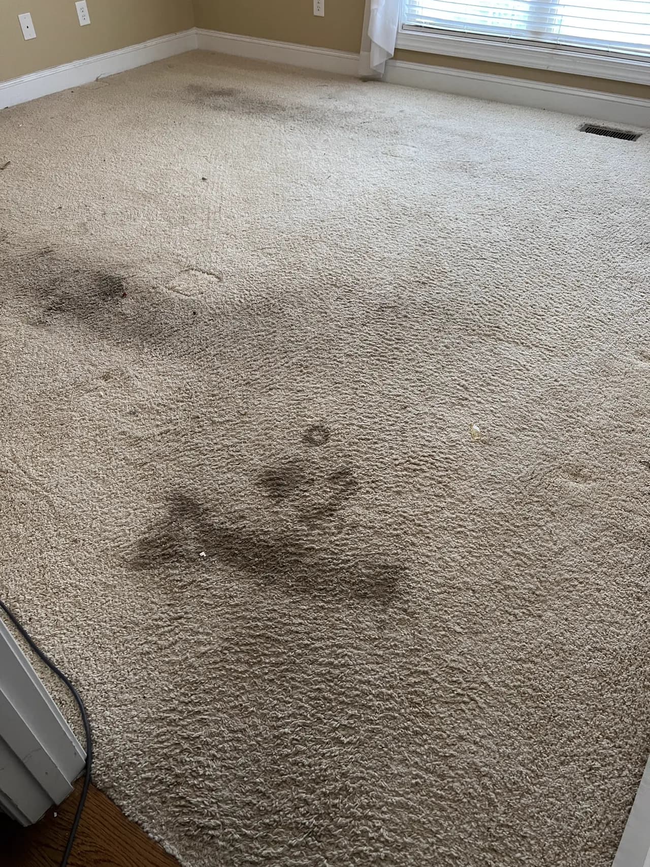 Deep Carpet Cleaning before
